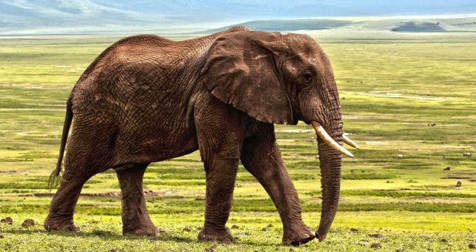 elefant-a-anulat-comenzile-min
