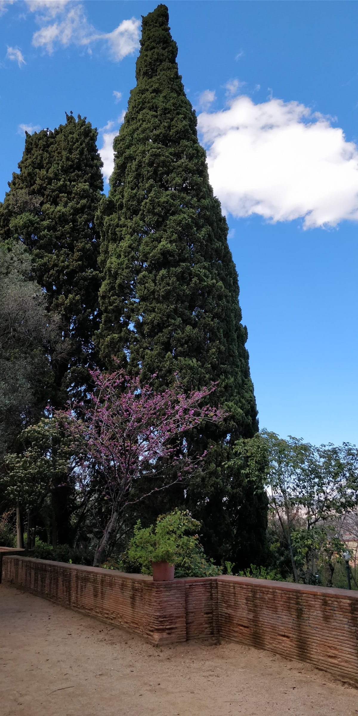oneplus 5t poze (2)